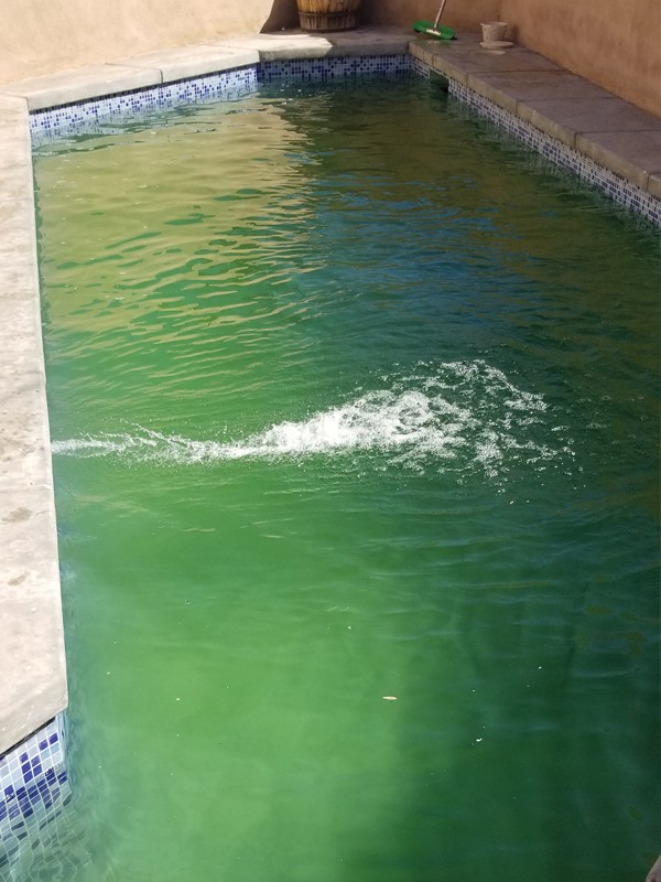 Pool before cleaning, green with algae